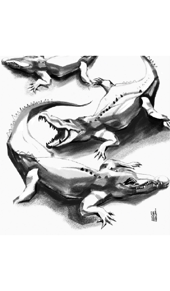 Crocodile study